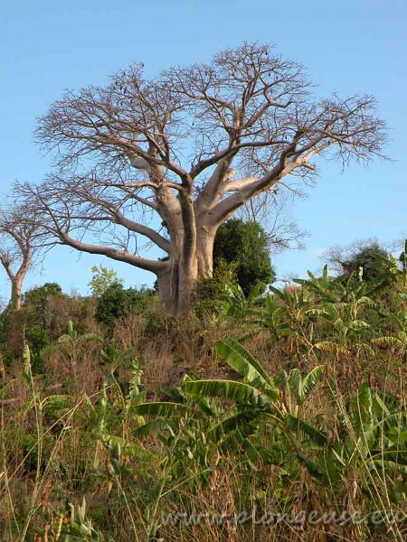 baobab.jpg